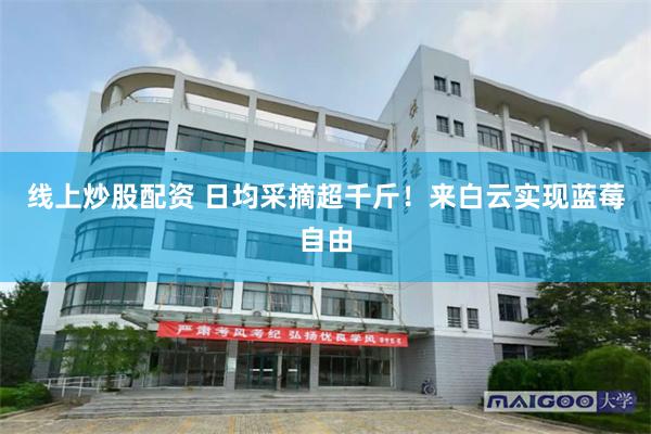线上炒股配资 日均采摘超千斤！来白云实现蓝莓自由